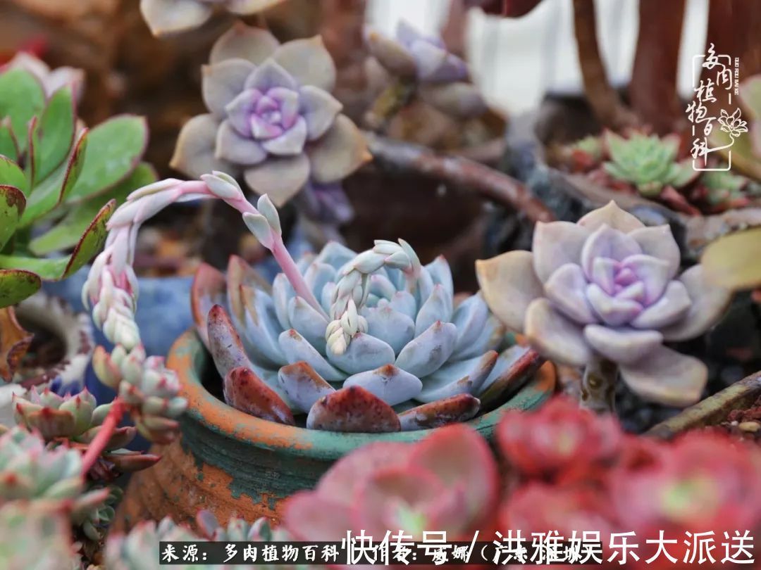 橙梦露|笼子里露养的多肉，越养越美！有多肉的日子伴着小确幸！