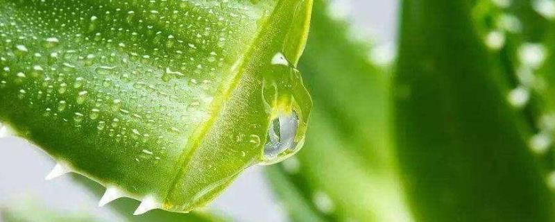 晒伤芦荟敷脸有多久