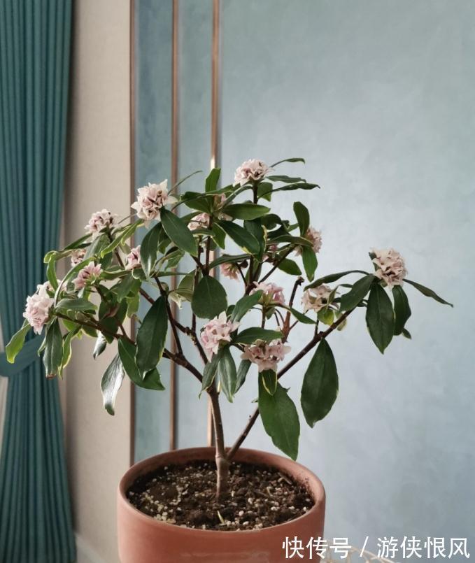 世界名花金边瑞香,冬季种植多注意这6点,开花香、数量多