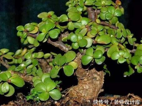 有钱人都喜欢这三种绿植,既上档次又耐活,轻松养到长不停