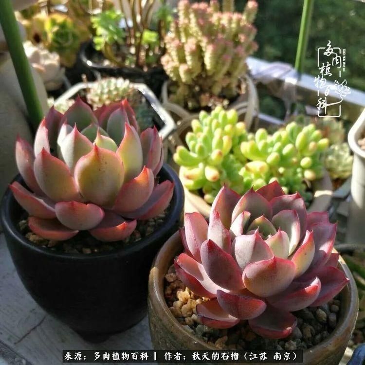 渡劫归来的肉肉,谁是谁的前世,谁又成了谁的今生