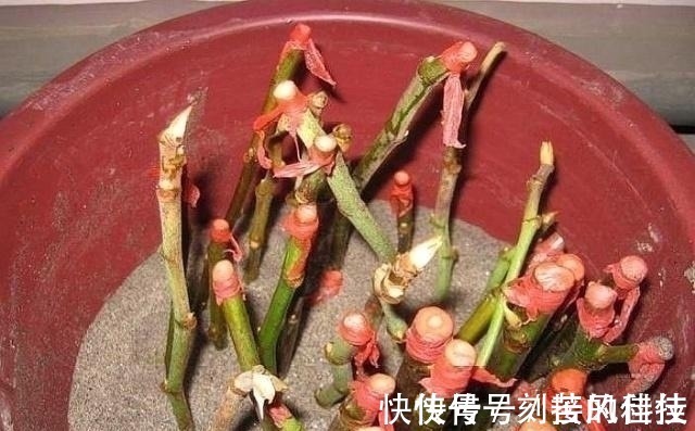 养活|这5棵“树”太贵了,偷偷摘一截枝条就养活了,不用花钱买啦!