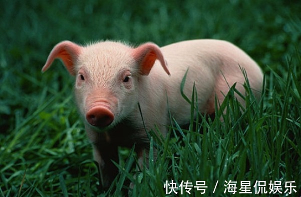 夏之时|生肖猪12个月份12种命，这几月出生的子女，天生龙凤命有大出息