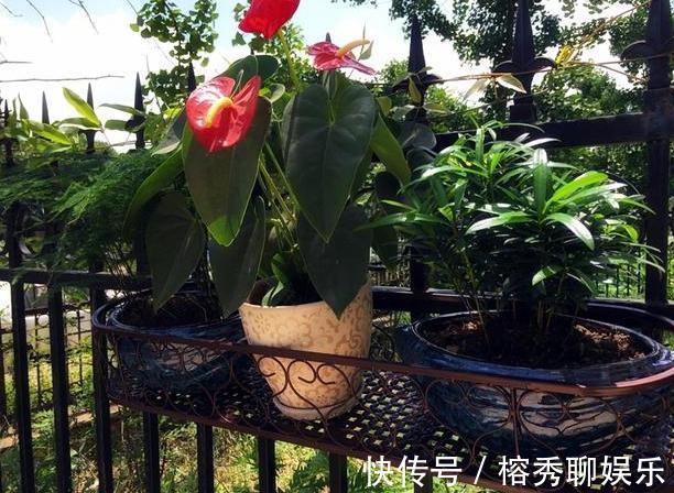 花盆|给花草换盆怕入坑掌握6处正确做法，再不用烦恼伤亡问题