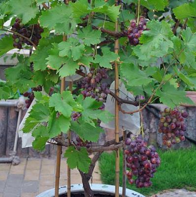 龟背竹|阳台盆栽“葡萄树”,简单种植、养护,来年挂果,采摘1大盆,值