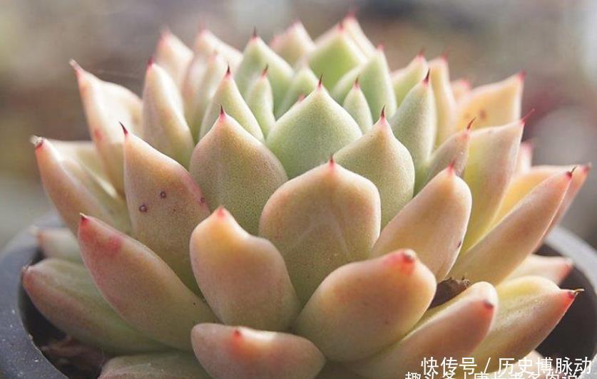 多肉拉霍亚——带爪的东云,堪称爪系基因与东云系基因的完美结合