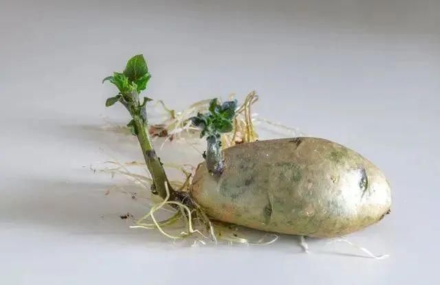 7种蔬菜，也许自带“毒素”，有些人当成宝，菜贩：知道越少越好