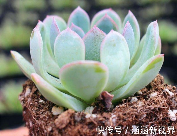 多肉植物叶片变薄怎么办教你3个小妙招,叶片肥厚,晶莹剔透