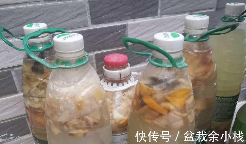 浇水|秋季给多肉浇水,掌握住这4个小技巧,爆盆肥叶很简单