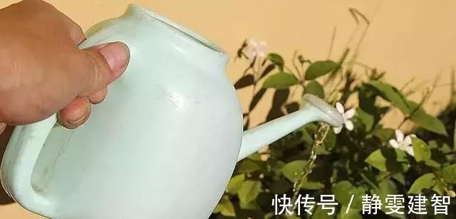 水培植物|这些过期的药片丢花盆里,花像吃了兴奋剂,猛长叶狂开花