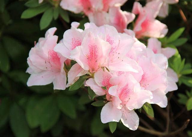 杜鹃花养不好,花朵叶子都发蔫,几个好方法帮你解决