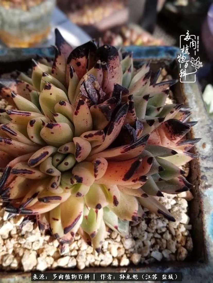 养多肉三年多九万里悟道,终归诗酒田园!