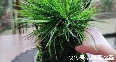 浇花|养花难不难?老花匠说:难的是养土,学会2个小诀窍,养好花不难