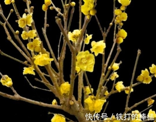 冬天就养这些开花植物，养护的好整个冬天花开不断