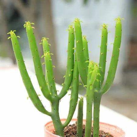 几种最适合冬天养的懒人植物，一定要来一盆