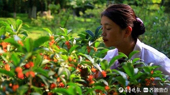 齐鲁壹点|中秋节最香的花丛！济南植物园丹桂丛花开香飘醉人