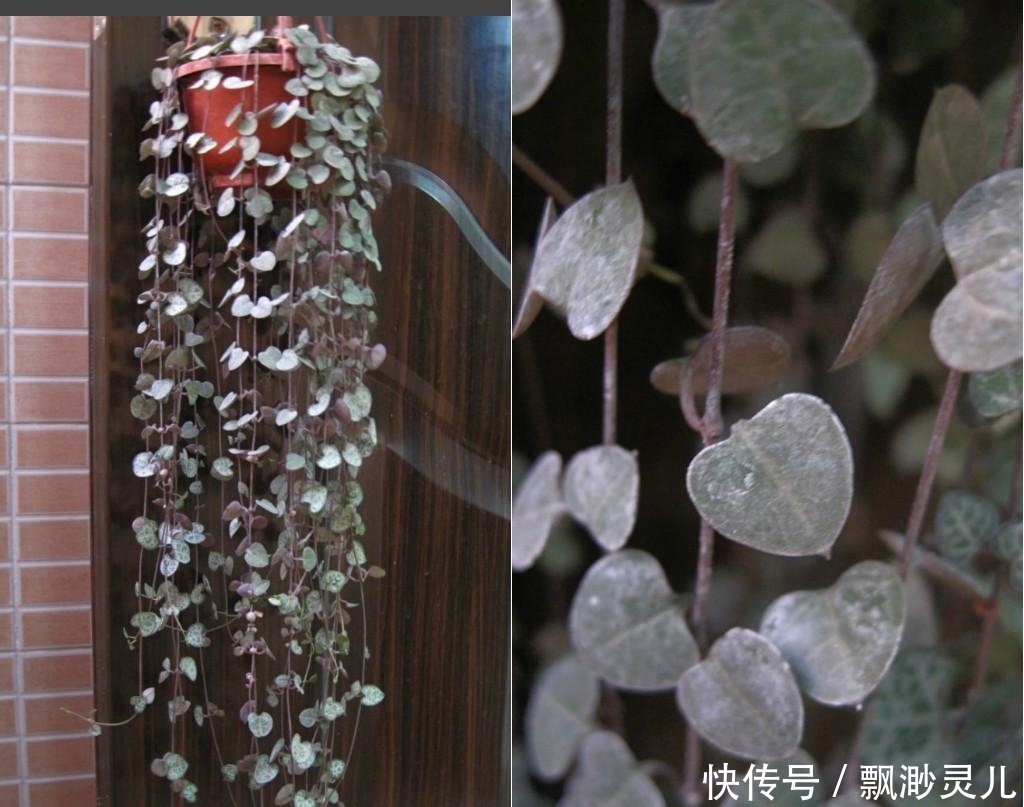 鲜花养不活改养多肉，这几款多肉吊起来养，简直美成银河系