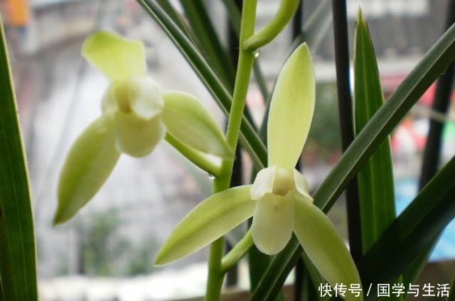 兰花最低多少度会冻伤记住了，就是这2个数！