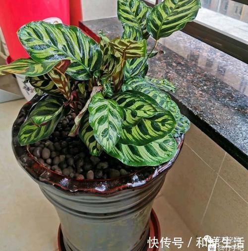 孔雀竹芋|不开花，全是叶子的盆栽，也能这么美，家里赶紧放几盆吧！