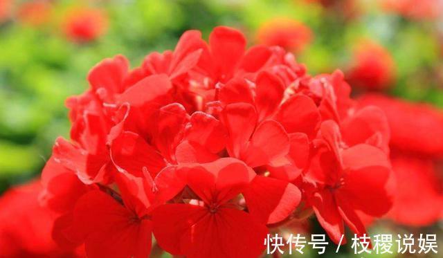 想养好天竺葵,花期一定要施肥,掌握一个“小窍门”,度夏无压力