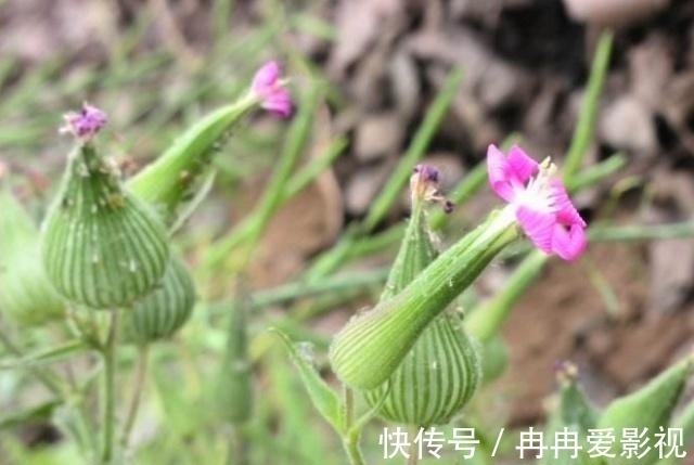 杂草|农村一种野草，叫“麦瓶草”，农村人当杂草，殊不知是名贵中草药