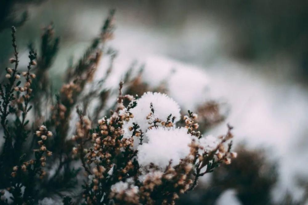  音乐|大雪时节：听10首雪的音乐，温暖你的心田