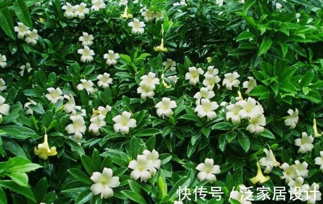 盆栽|想在阳台上养好茉莉花盆栽，有几点你要掌握好，这可是爆盆的秘诀