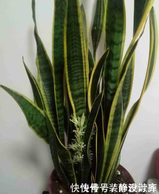 5步养出挺拔油绿的虎皮兰，1年能把花盆挤爆，小芽蹭蹭冒