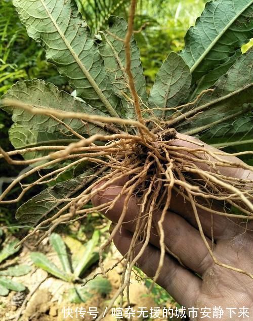 煲汤|它是口腔溃疡“特效药”,人称地胆草,路边到处是,需要请重视!