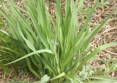 农村|农村里有一种叫做“护肾草”的野菜，曾经是给皇上的贡品！