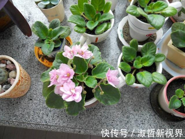 叶子|这“2种花”,摘1片叶子就能插活,花美叶绿,一盆种出20棵