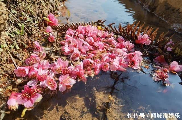 风吹樱花谷 樱落哈尼村寨