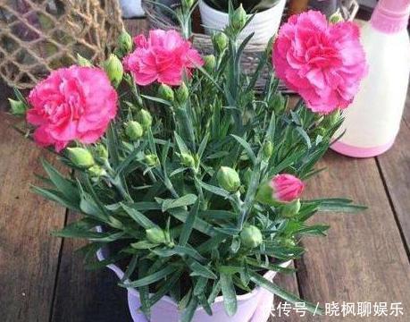 入药|家里阳台上多养几盆康乃馨,可送母亲、可入药,盆栽需谨记4点
