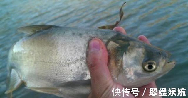 两三目|不是跟你吹,这鲢鳙钓法用了二十年,至今依然奏效,不信就试一试