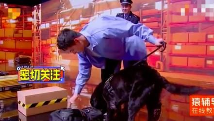 王一博解锁“新身份”，首次训导海关缉私犬，说英文又奶又苏