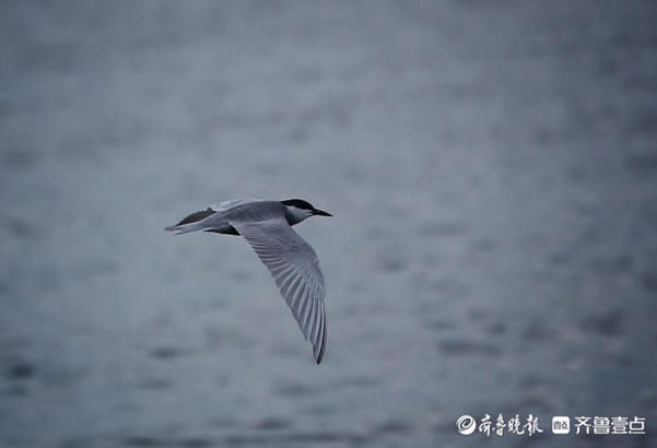 湖面|华山湖“湖”拍，几只椋鸟在湖面上飞来飞去