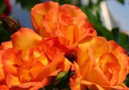 新手养花,不如养盆花中精品“宠爱小姐”,金蕊红裙,颇感娇艳