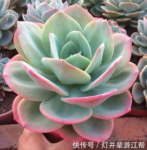 “3多肉”小苗太丑没法看,养一养,长成大苗后逆袭成“白天鹅”