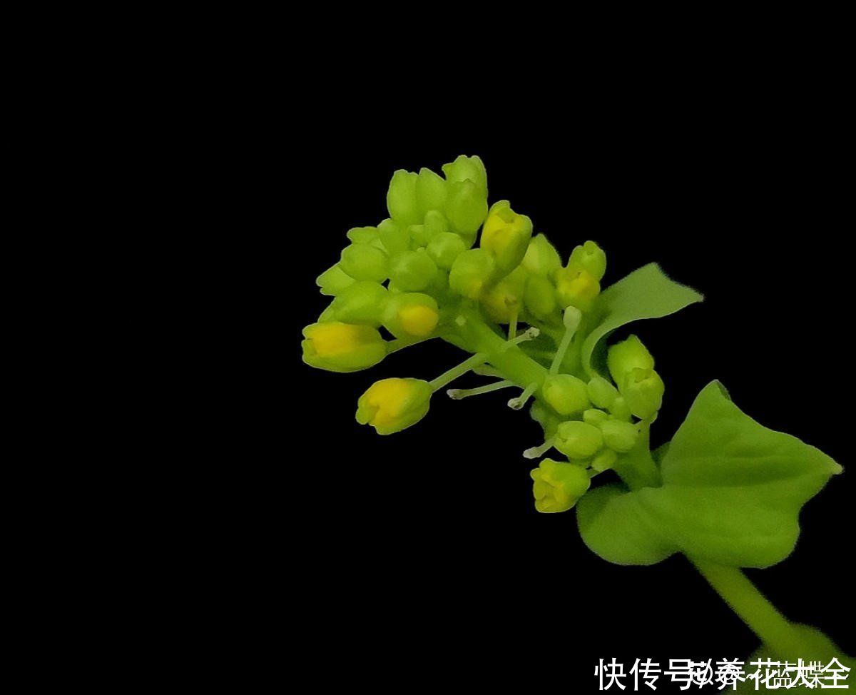 绿植|一块生姜埋土里，长出“姜崽芽”，两个月能长1米高