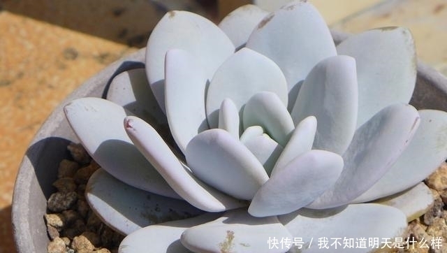 无痕|3款“爱哭鼻子”的多肉植物,名字很凄美,出了状态确让人很陶醉