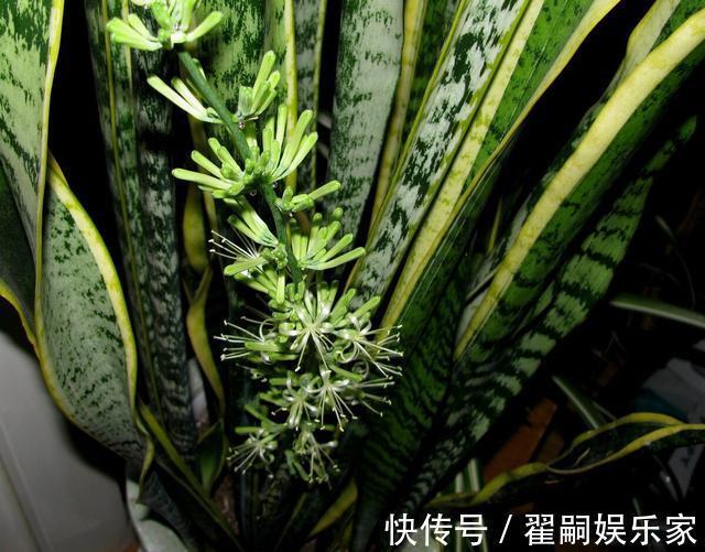 秋天养虎皮兰,简单“2步”,侧芽呼呼冒,叶片蹭蹭长爆盆