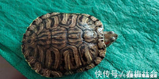 全国禁渔期陆续开始了,垂钓需规范,做到“该放就放,该狠就狠”