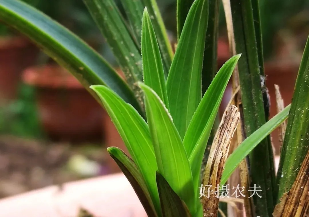 野生|家养兰花常发病，为什么野外的兰花病害少？兰友一语道破玄机