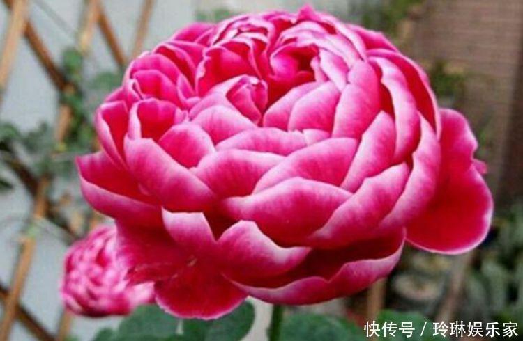 养花就养这几款,花朵小巧玲珑,瑞气盈门、花开富贵