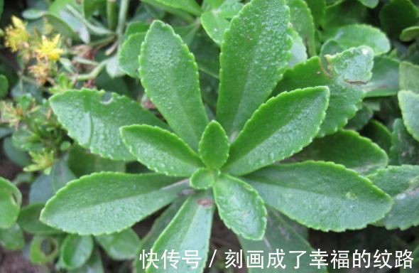 肠风热毒|农村遍地生长的十大野菜,浑身都是宝,降三高防癌,城里人抢着吃