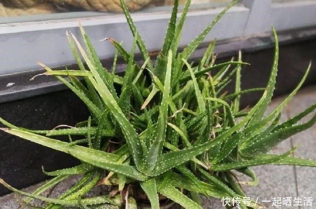 花上长了这个，再不换盆，就要憋死了！花上长了这个，再不换盆，就要憋死了！