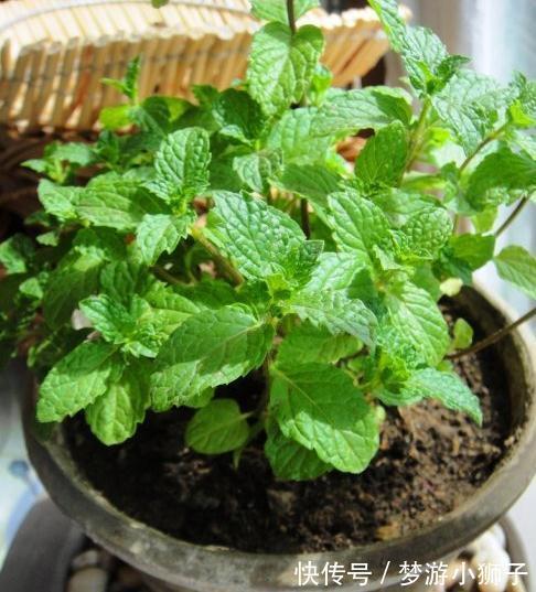 有钱人家霜降后，都养这几种绿植，花开富贵鸿运当头，还有益健康