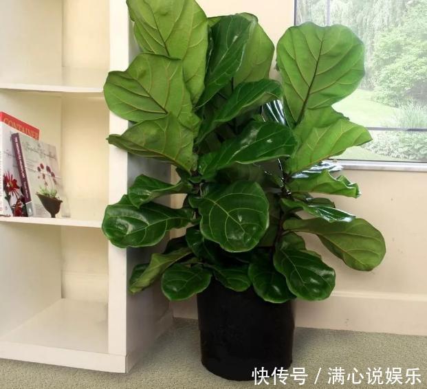 被列入黑名单的花,再便宜也不要!买花需要注意的几个情况