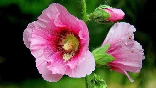 为什么家里养花都养不久？