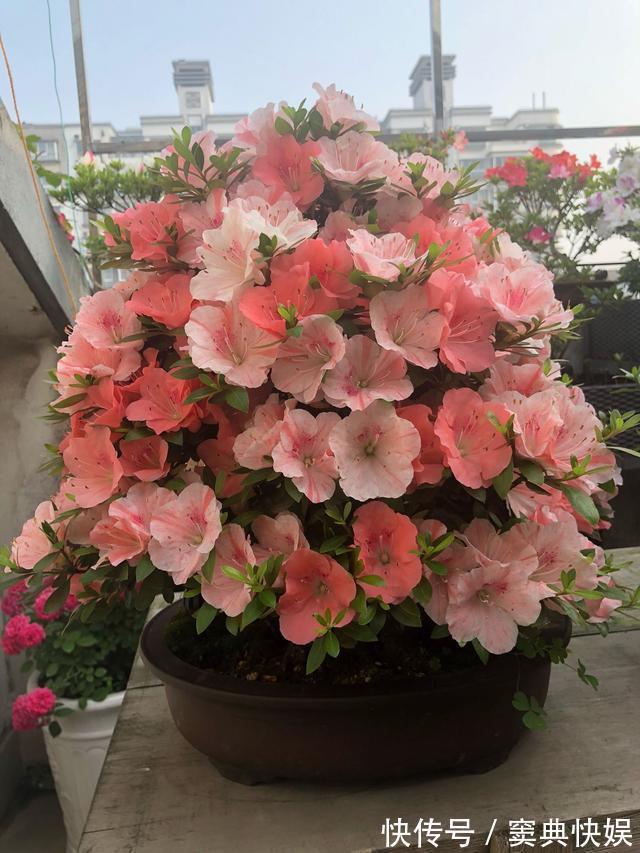 室外养杜鹃花,注意5个“细节”,枝繁叶茂,开花满枝,长成老桩